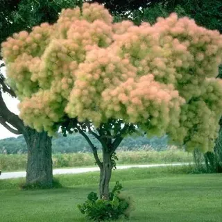 thumbnail for publication: Cotinus coggygria 'Daydream': 'Daydream' Smoketree
